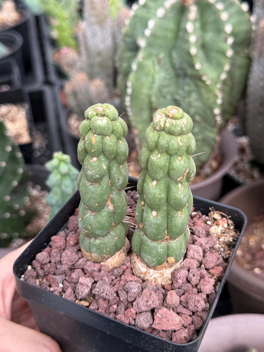 Rare Cactus, Eulychnia Castanea cv. varispiralis Double Heads (1)