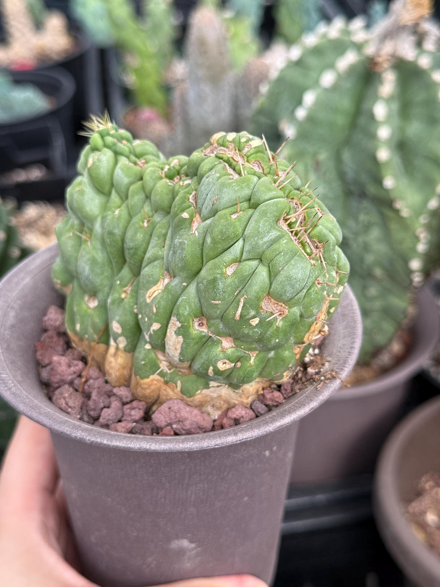 Rare Cactus, Eulychnia Crastanea Crested (1)