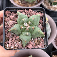 Live Plant, Astrophytum Myriostigma cv. Kikko, 3" Seed Grown, Rare Cactus