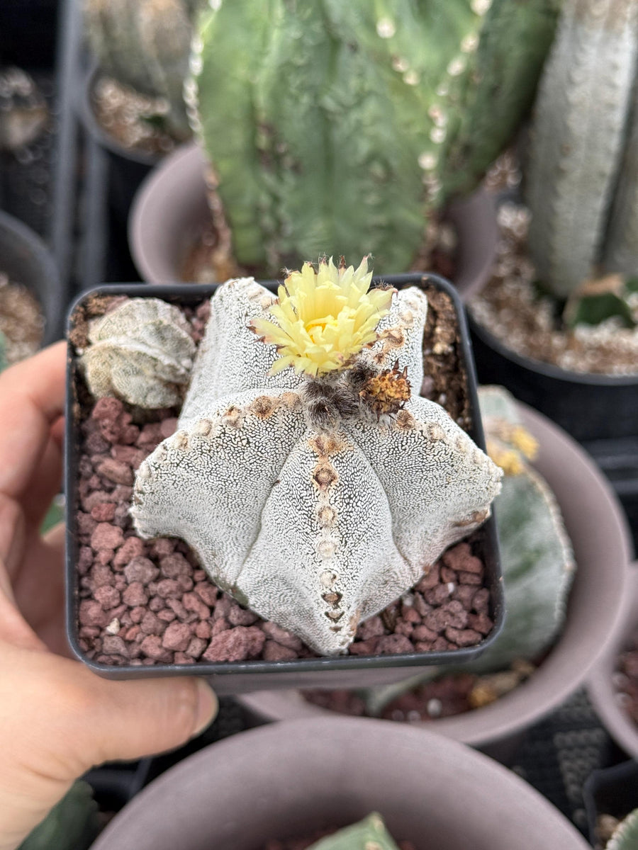 Rare Cactus, Astrophytum Onzuka (4”), Live Plant, WYSIWYG (3)