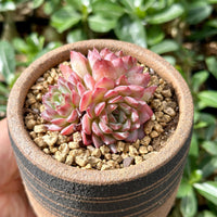 Rare Echeveria Desert Rose Succulent Cluster – Live Rosette Plant – Unique Drought-Tolerant Houseplant