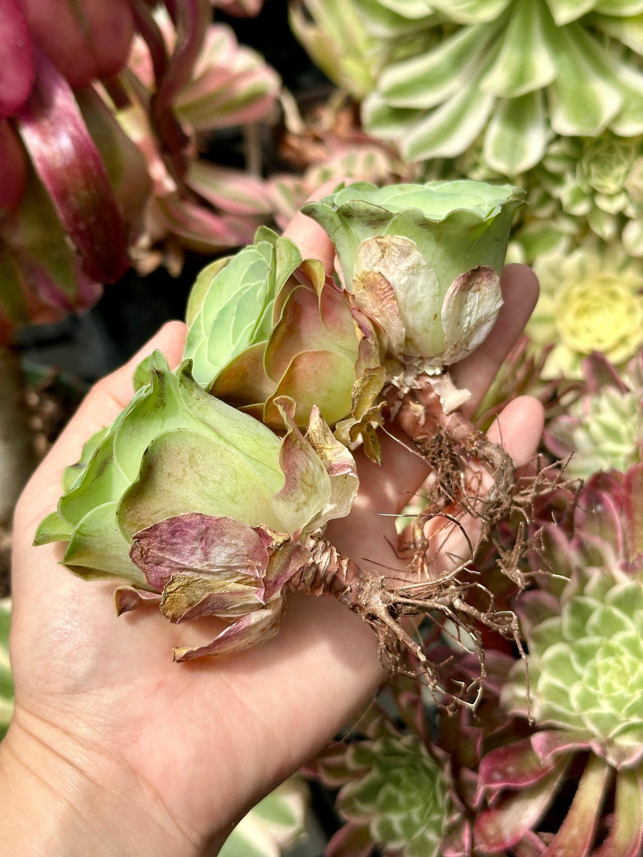 viney succulent Rare Succulents, Greenovia Wine Cup (2”), Live Plant– 1am Succulents