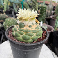 Coryphantha elephantidens cv. Inermis 6” Pot (1)