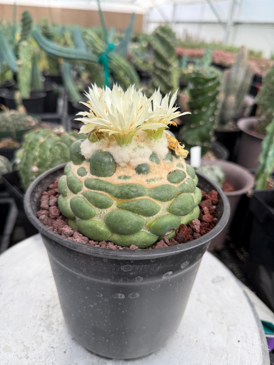 Coryphantha elephantidens cv. Inermis 6” Pot (1)