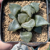 Rare Succulents - Haworthia Emelyae var. Comptoniana 'Urahannya' (2.5-3”）