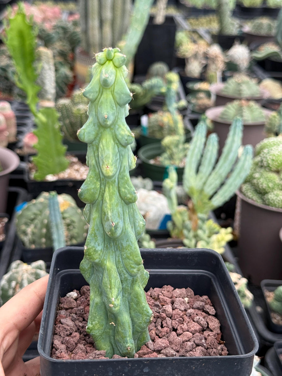 Rare Boobie Cactus, Variegated Myrtillocactus Geometrizans Fukurokuryuzinboku (3)