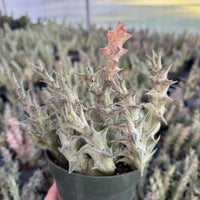 Rare Succulent - Caralluma Hesperidum Cluster - Exotic Live Plant