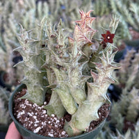 Rare Succulent - Caralluma Hesperidum Cluster - Exotic Live Plant