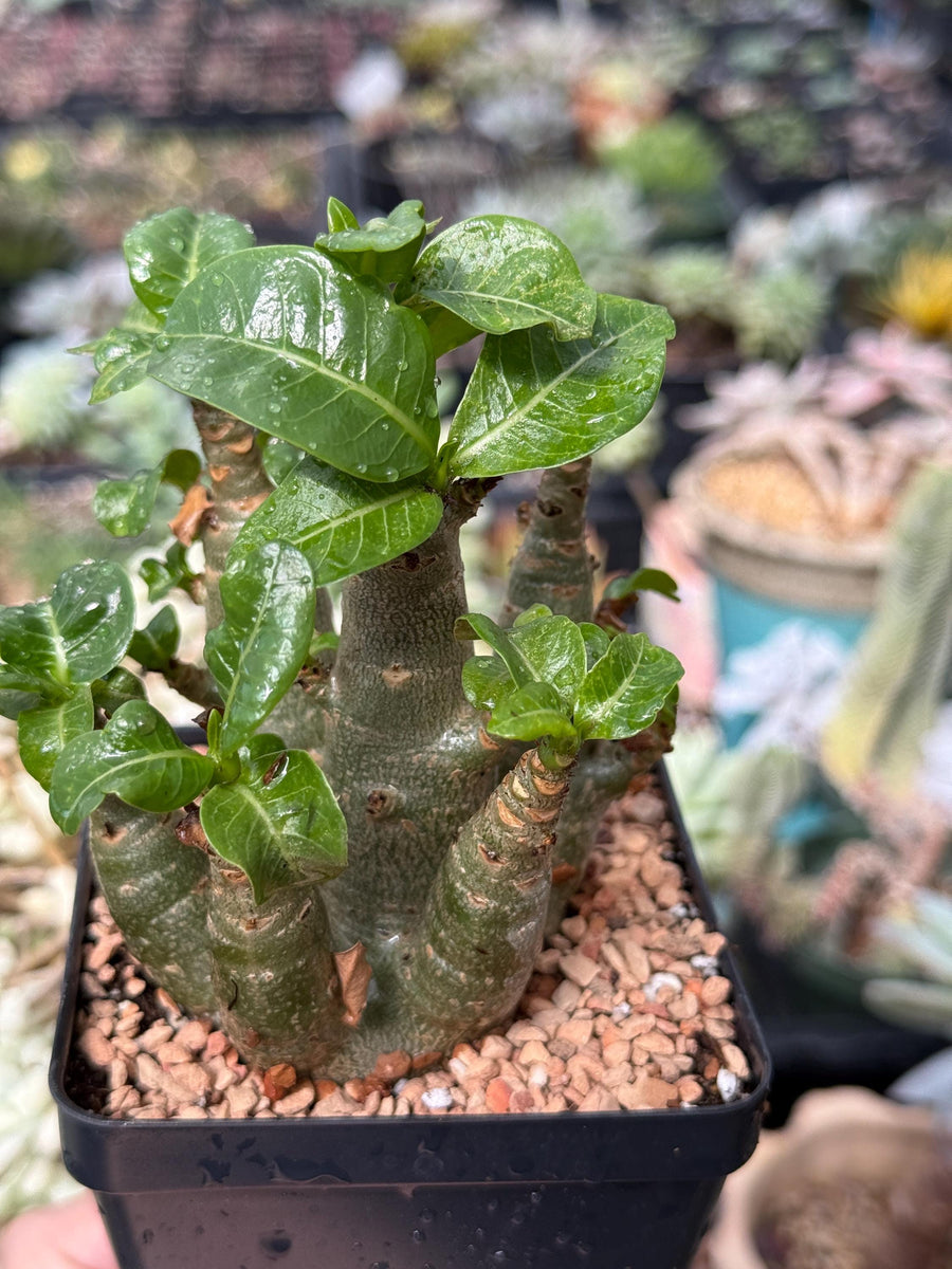 Adenium Arabicum live plants WYSIWYG (1)