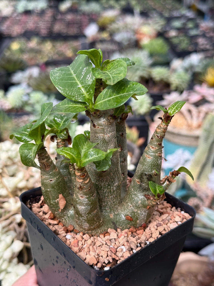 Adenium Arabicum live plants WYSIWYG (1)