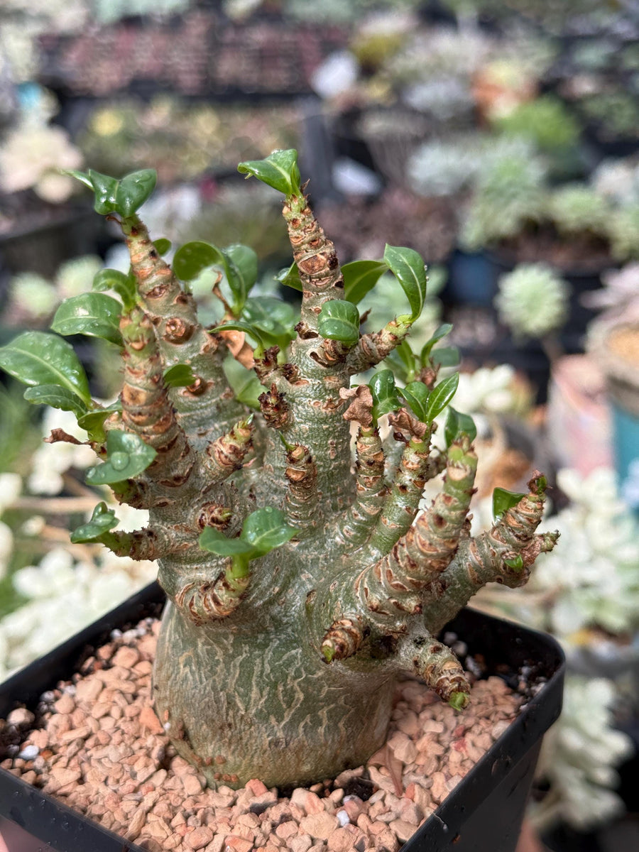 Adenium Arabicum live plants WYSIWYG (1)