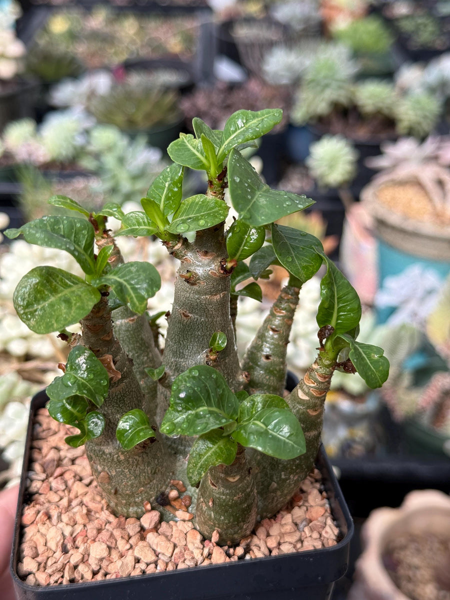Adenium Arabicum live plants WYSIWYG (1)