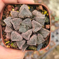 Rare Succulents, Haworthia Kumori-Joh, live plant