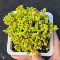 Drosanthemum Globosum Cluster, Rare Caudex