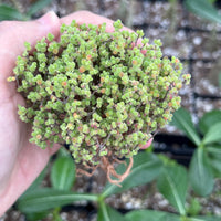 Drosanthemum Globosum Cluster, Rare Caudex