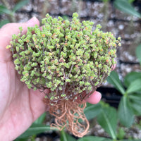 Drosanthemum Globosum Cluster, Rare Caudex