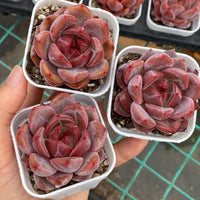 Rare Succulents, Echeveria Pink Champagne Succulent