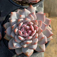 Rare Succulents, Echeveria Cotton Rose