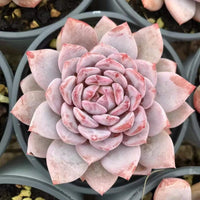 Rare Succulents, Echeveria Cotton Rose