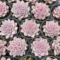 Rare Succulents, Echeveria Cotton Rose