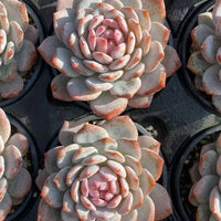 Rare Succulents, Echeveria Cotton Rose