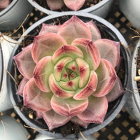 Echeveria Dare Devil, Colorful Live Rosette Plant – Popular Gift for Her