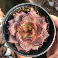 Echeveria Dare Devil, Colorful Live Rosette Plant – Popular Gift for Her