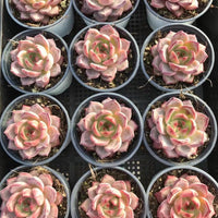Echeveria Dare Devil, Colorful Live Rosette Plant – Popular Gift for Her