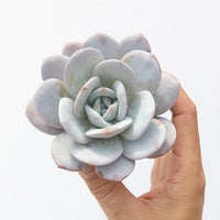 Echeveria Laui, Colorful Live Rosette Plant – Popular Gift for Her