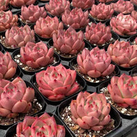 Rare Succulents, Echeveria Agavoides Roca