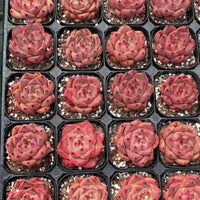Rare Succulents, Echeveria Agavoides Roca