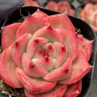 Rare Succulents, Echeveria Agavoides Roca