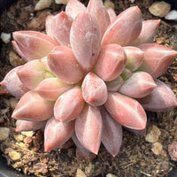 Echeveria Pink Dragonfly Double Heads 2”, Colorful Live Rosette Plant – Popular Gift for Her