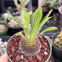 Euphorbia Bupleurifolia Iron Ball Pineapple Caudex