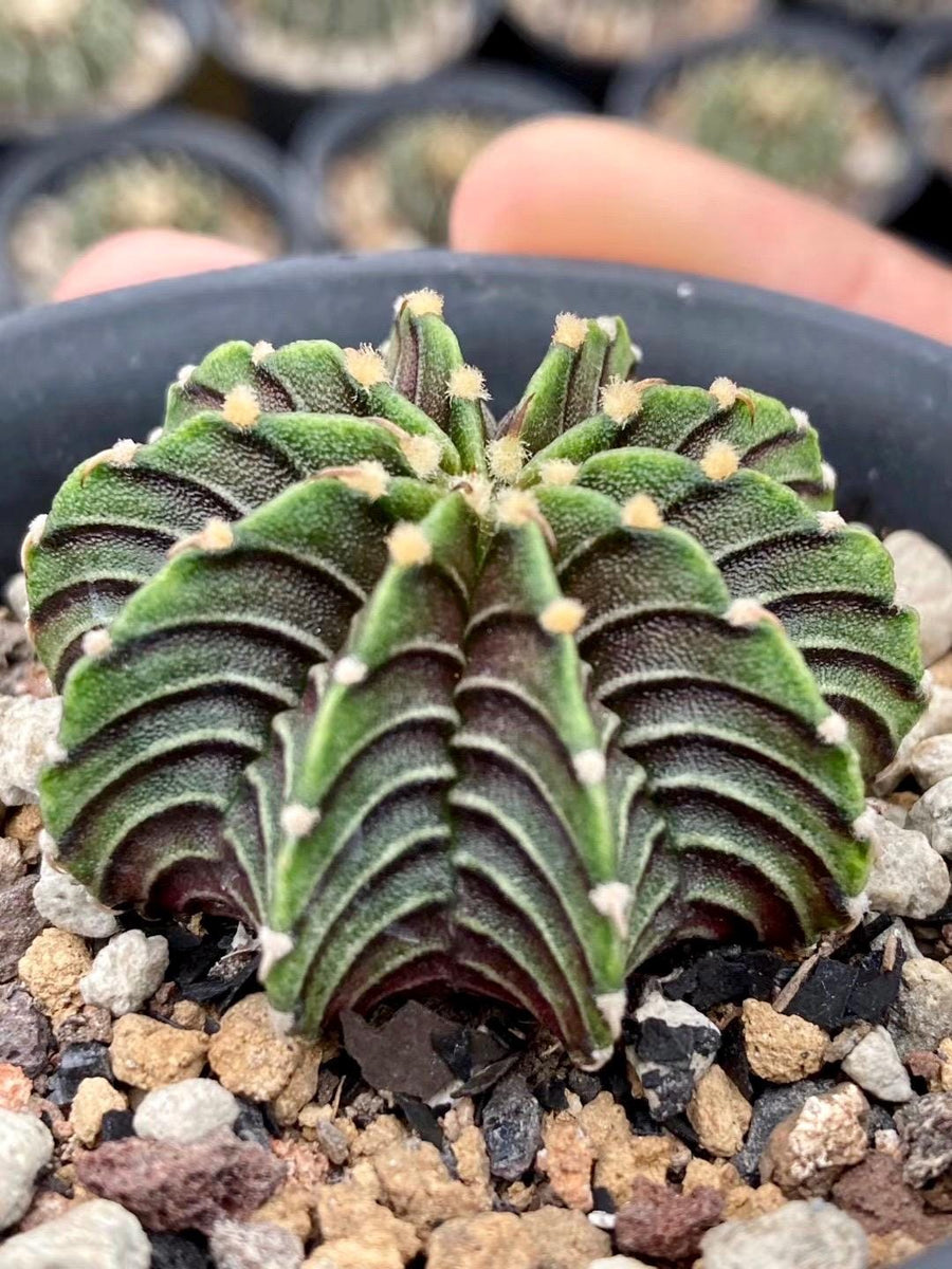 Rare Cactus, Gymnocalycium Mihanovichii LB2178 (2”), Live Plant