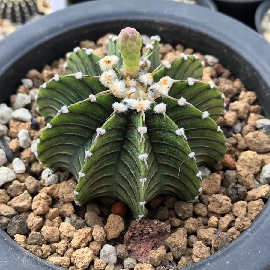 Rare Cactus, Gymnocalycium Mihanovichii LB2178 (2”), Live Plant