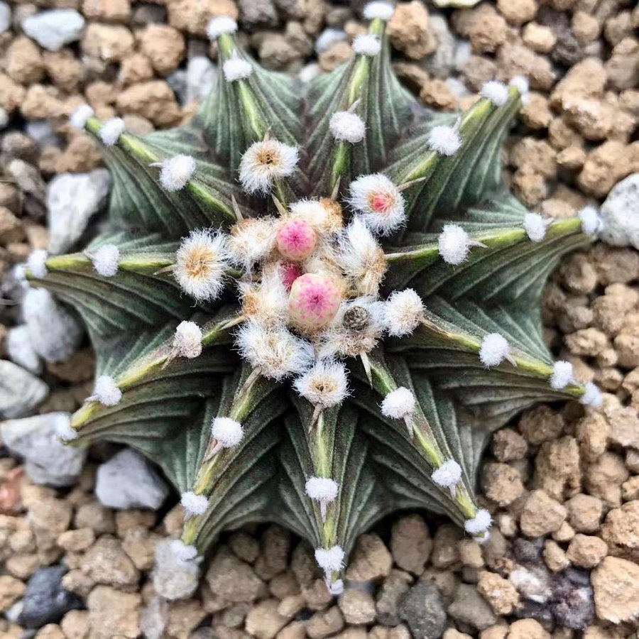 Rare Cactus, Gymnocalycium Mihanovichii LB2178 (2”), Live Plant