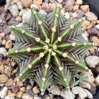 Rare Cactus - Gymnocalycium Mihanovichii LB2178 (1.5”)