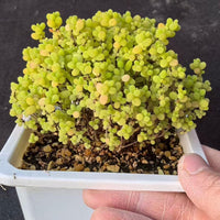 Drosanthemum Globosum Cluster, Rare Caudex