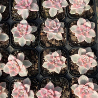 Variegated Graptopetalum Purple Delight Succulent, Colorful Rosette Plant