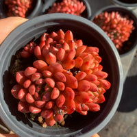 Rare Succulents - Sedeveria Pink Ruby Cluster (2.5"), Live Plant