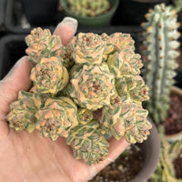 Euphorbia Ritchiei White Variegata Cluster Cutting - Rare Succulent Euphorbia Plant – Live Indoor/Outdoor Houseplant