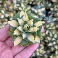 Rare Agave - Agave Potatorum Zuccarini var. verschaffeltii Shoji-Raijin cv. Mediopicta