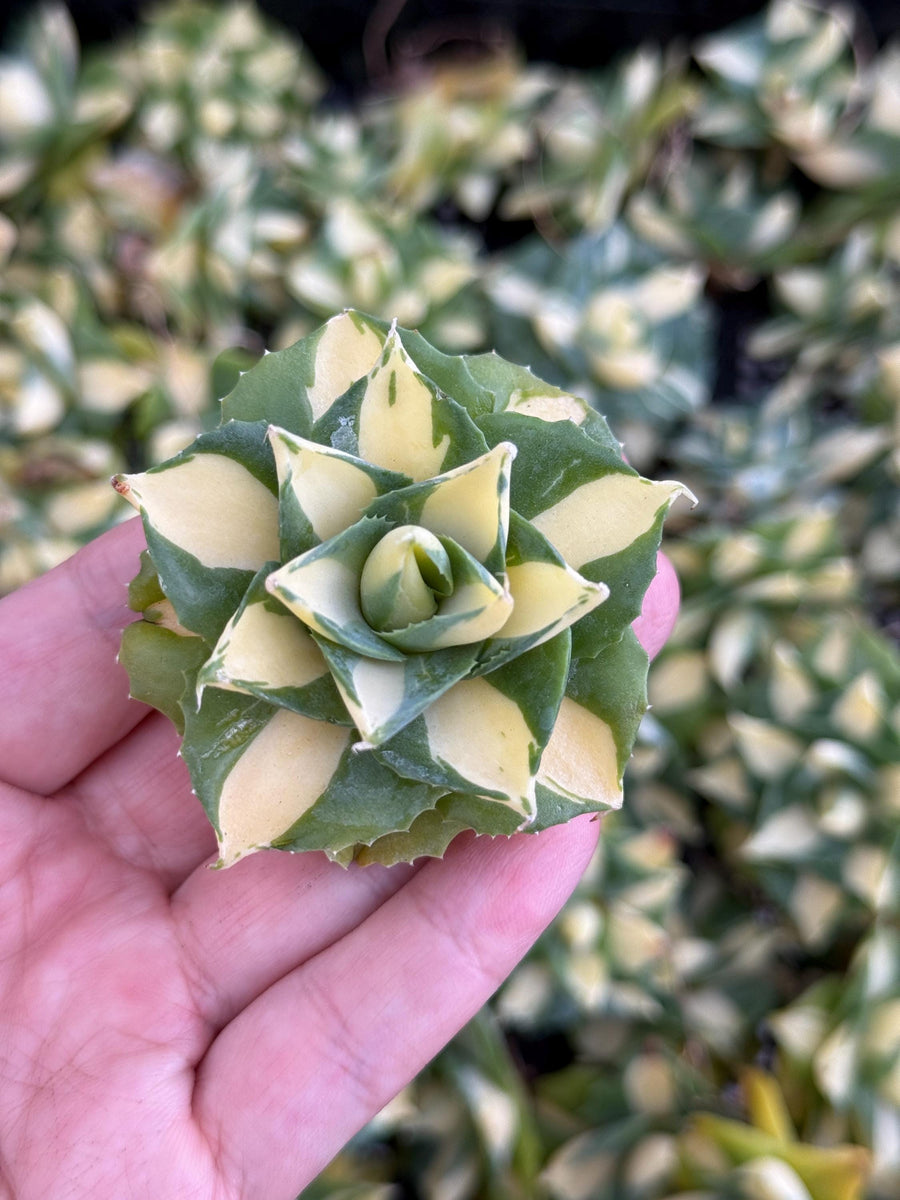 Rare Agave