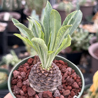 Euphorbia Bupleurifolia Iron Ball Pineapple Caudex