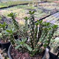 Euphorbia Royleana Large Cluster Rare Succulent Euphorbia Plant – Live Indoor/Outdoor Houseplant