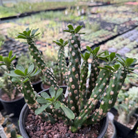 Euphorbia Royleana Large Cluster Rare Succulent Euphorbia Plant – Live Indoor/Outdoor Houseplant
