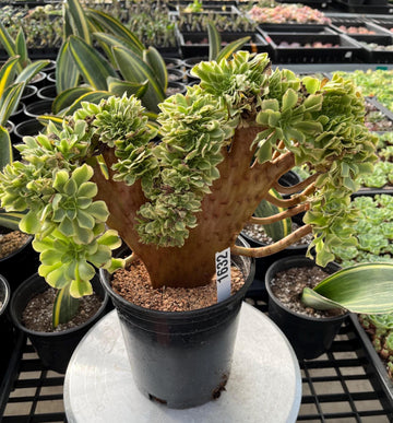 the most expensive succulent Rare Succulents, Aeonium Variegated Maybach Crested, Live Plant, Growe– 1am  Succulents