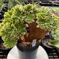 Rare Succulents, Aeonium Variegated Maybach Crested, Live Plant, Grower’s Choice