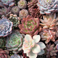 Rare Succulents - Succulents Mystery Box